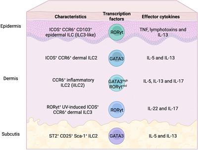 Tissue-Specific Diversity of Group 2 Innate Lymphoid Cells in the Skin